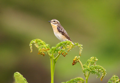 WHINCHAT ( Female ) . SOUSENS . DARTMOOR . DEVON . 11 . 6 . 2014