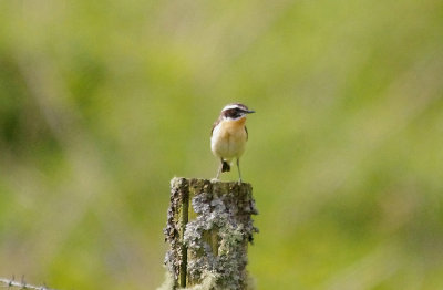 WHINCHAT ( Male ) . SOUSENS . DARTMOOR . DEVON . 11 . 6 . 2014