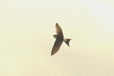 HOUSE MARTIN . Nr SOUSENS . DARTMOOR . DEVON . 11 . 6 . 2014