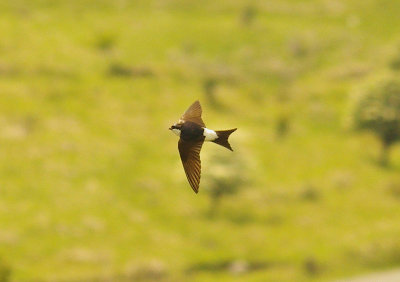 COMMON HOUSE MARTIN ( Delichon urbicum ) . Nr VENFORD RESERVOIR . DARTMOOR . DEVON . 11 . 6 . 2014