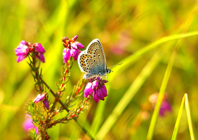 SILVER-STUDDED BLUE ( Female ) ( Plebejus argus ) . THE EAST DEVON COMMONS . DEVON . 12 . 6 . 2012