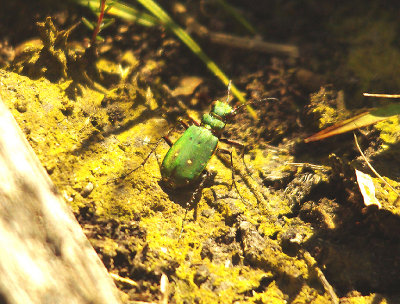 GREEN TIGER BEETLE ( Cicindela campestris ) . THE EAST DEVON COMMONS . DEVON . 12 . 6 . 2014