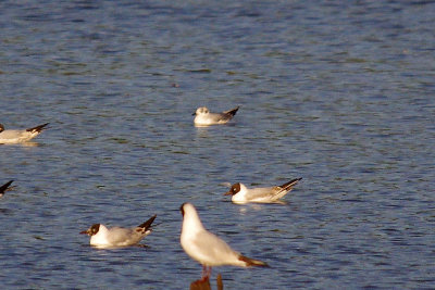 BONAPARTE`S GULL . BOWLING GREEN MARSH . TOPSHAM . DEVON . 13 . 6 . 2014