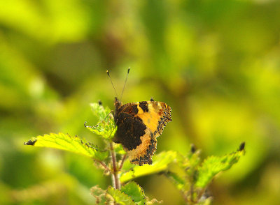 SMALL TORTOISESHELL ( Aglais urticae ) . THE EXMINSTER MARSHES . DEVON . 13 . 6 . 2014