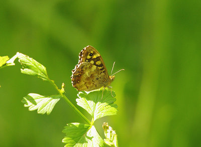 SPECKLED WOOD ( Pararge aegeria tircis ) . THE EXMINSTER MARSHES . DEVON . 13 . 6 . 2014