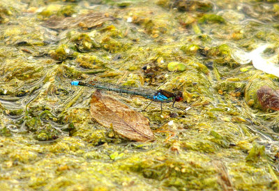RED-EYED DAMSELFLY ( Erythromma najas ) . THE EXETER CANAL . EXMINSTER MARSH . DEVON . 13 . 6 . 2014 