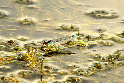 RED-EYED DAMSELFLY ( Erythromma najas ) . THE EXETER CANAL . EXMINSTER MARSH . DEVON . 13 . 6 . 2014