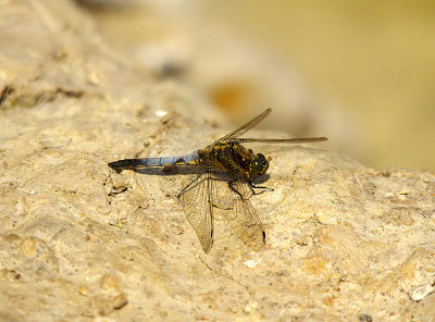 BLACK-TAILED SKIMMER ( Orthetrum cancellatum ) . THE EXETER CANAL . EXMINSTER MARSH . DEVON . 13 . 6 . 2014