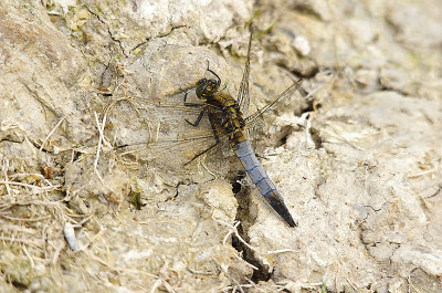 BLACK-TAILED SKIMMER ( Orthetrum cancellaTUM ) . THE EXETER CANAL . EXMINSTER MARSH . DEVON . 14 . 6 . 2014