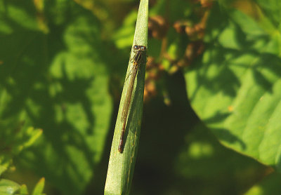 BLUE-TAILED DAMSELFLY ( Female ) ( Ischnura elegans ) . THE EXETER CANAL . EXMINSTER MARSH . DEVON . 14 . 6 . 2014