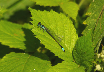 BLUE-TAILED DAMSELFLY ( Ischnura elegans ) . THE EXETER CANAL . EXMINSTER MARSH . DEVON . 14 . 6 . 2014 