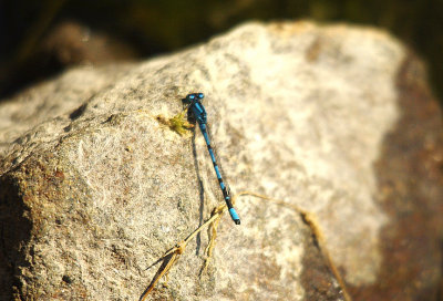 COMMON BLUE DAMSELFLY ( Enallagma cyathigerum ) . THE EXETER CANAL . EXMINSTER MARSH . DEVON , 14 . 6 . 2014