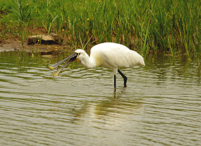 EURASIAN SPOONBILL ( Adult ) ( Platalea leucorodia ) . BOWLING GREEN MARSH . TOPSHAM . DEVON . 16 . 6 . 2014