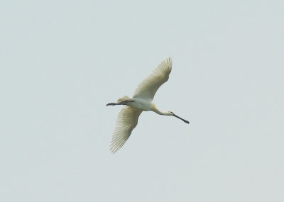EURASIAN SPOONBILL ( Platalea leucorodia ) . BOWLING GREEN MARSH . TOPSHAM . DEVON . 20 . 6 . 2014