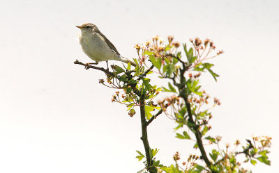 WILLOW WARBLER . SWELL TOR QUARRY . DARTMOOR . DEVON . 22 . 6 . 2014