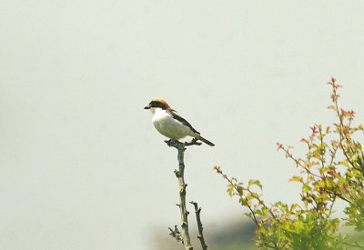 WOODCHAT SHRIKE . SWELL TOR QUARRY . DARTMOOR . DEVON . 22 . 6 . 2014