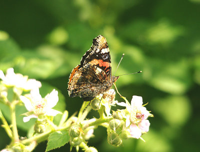 RED ADMIRAL ( Vanessa atalanta ) . ASHCLYST FOREST . DEVON . 23 . 6 . 2014