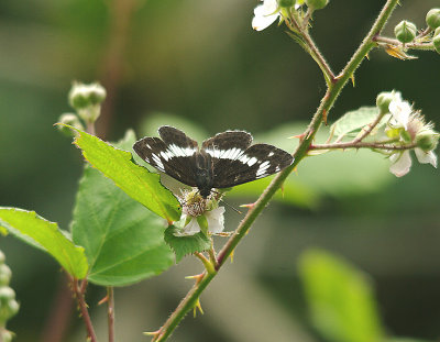 WHITE ADMIRAL ( Limenitis camilla ) . ASHCLYST FOREST . DEVON . 23 . 6 . 2014