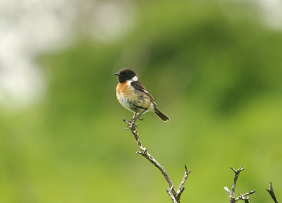 STONECHAT . AISH TOR . DARTMOOR . DEVON . 29 . 6 . 2014