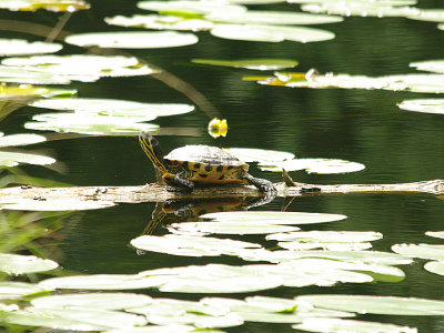 RED-EARED SLIDER TURTLE ( Trachemys scripta elegans ) . BYSTOCK POOL . DEVON . 1 . 7 . 2014