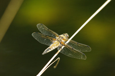 FOUR-SPOTTED CHASER ( Libellula quadrimaculata ) . BYSTOCK POOLS . DEVON . 1 . 7 . 2014