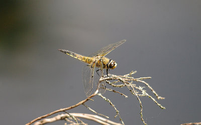 FOUR-SPOTTED CHASER ( Libellula quadrimaculata ) . BYSTOCK POOLS . DEVON . 1 . 7 . 2014