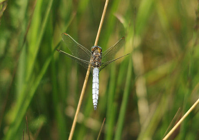 KEELED SKIMMER ( Male ) ( Orthetrum coerulescens ) . BYSTOCK POOLS . DEVON . 1 . 7 . 2014