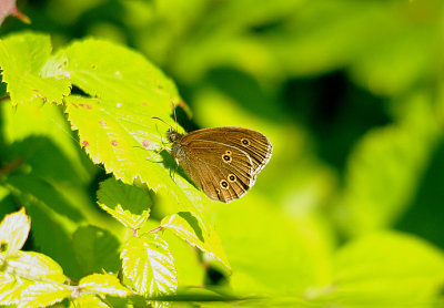 RINGLET ( Aphantopus hyperantus ) . BOWLING GREEN MARSH . TOPSHAM  . DEVON . 3 . 7 . 2014