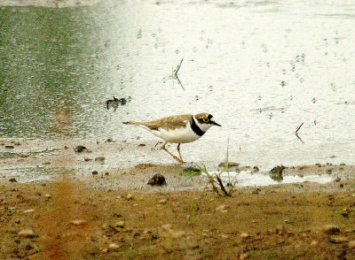 LITTLE RINGED PLOVER ( Charadrius dubius ) . CRANBROOK . Nr EXETER . DEVON . 5 . 7 . 2014