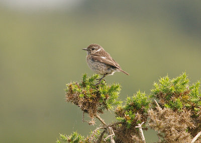 COMMON STONECHAT ( Juvenile ) . AYLESBEARE COMMON . DEVON . 6 . 7 . 2014