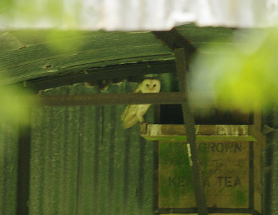 BARN OWN . Nr HAWKERLAND . DEVON  6 . 7 . 2014