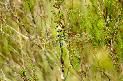 EMPEROR DRAGONFLY ( Male ) ( Anax imperator ) . AYLESBEARE COMMON . DEVON . 9 . 7 . 2014