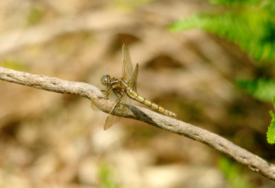 KEELED SKIMMER ( Female ) ( Orthetrum coerulescens ) . AYLESBEARE COMMON . DEVON . 9 . 7 . 2014