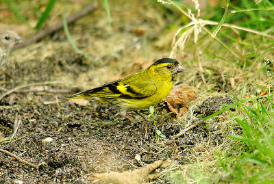 EURASIAN SISKIN ( Male ) . HALDON FOREST . DEVON . 14 . 7 . 2014