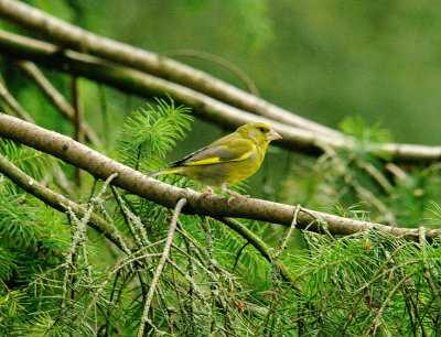 EUROPEAN GREENFINCH , HALDON FOREST , DEVON , 14 , 7 , 2014