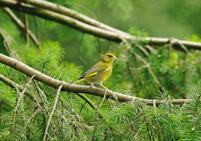 EUROPEAN GREENFINCH . HALDON FOREST . DEVON . 14 . 7 . 2014