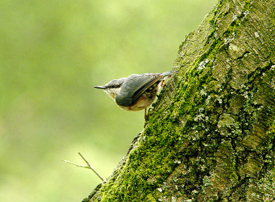EURASIAN NUTHATCH ( Sitta europaea ) . HALDON FOREST . DEVON . 14 . 7 . 2014