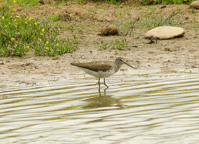 GREEN SANDPIPER , BOWLING GREEN MARSH , TOPSHAM , DEVON , 16 , 7 , 2014