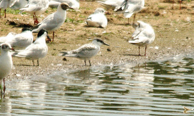 SANDWICH TERN (Juvenile ) . BOWLING GREEN MARSH . TOPSHAM . DEVON . 17 . 7 . 2014