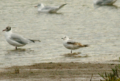 ROSS`S GULL . GOOSEMOOR . TOPSHAM . DEVON . 20 . 7 . 2014
