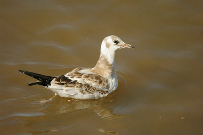 BLACK-HEADED GULL ( Juvenile ) . TOPSHAM RECREATION GROUND . DEVON . 22 . 7 . 2014