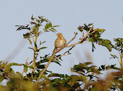 TREE PIPIT . THE TOP FIELDS . GORE LANE . EXMOUTH . DEVON . 31 . 8 . 2014