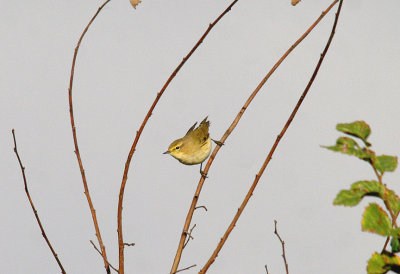 COMMON CHIFFCHAFF . THE TOP FIELDS . GORE LANE . EXMOUTH . DEVON . 31 . 8 . 2014