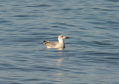 GREAT BLACK-BACKED GULL ( Juvenile ) . EXMOUTH . DEVON . 31 . 8 . 2014.JPG