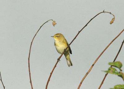 COMMON CHIFFCHAFF ( Phylloscopus collbita ) . THE TOP FIELDS . GORE LANE . EXMOUTH . DEVON . 31 . 8 . 2014