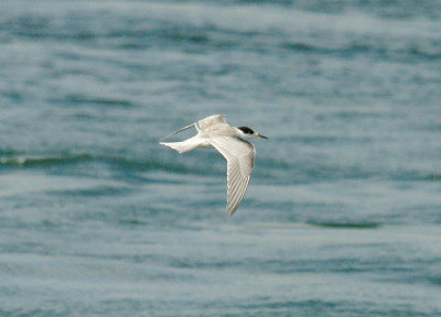COMMON TERN ( Sterna hirundo ) . EXMOUTH DOCKS . DEVON . 31 . 8 . 2014