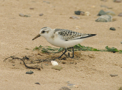 SANDERLING ( Calidris alba ) , DAWLISH WARREN , DEVON , 1 , 9 , 2014