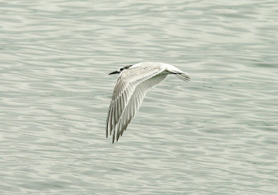 SANDWICH TERN ( Juvenile ) ( Sterna sandvicensis ) . DAWLISH WARREN . DEVON . 1 . 9 . 2014