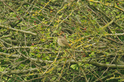 COMMON REDSTART ( Female ) . BOWLING GREEN MARSH . TOPSHAM . DEVON . 2 / 9 / 2014