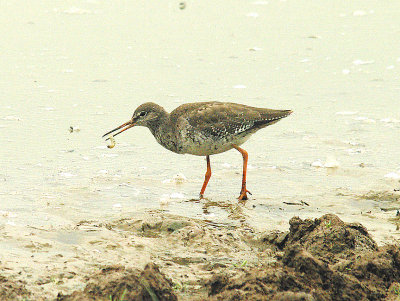 COMMON REDSHANK ( Tringa totanus ) . BOWLING GREEN MARSH . TOPSHAM . DEVON . 3 . 9 . 2014